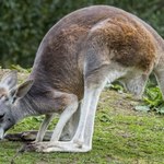 W austriackich Alpach znaleziono... kangura. Nie wiadomo, skąd się tam wziął