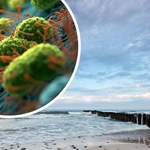 W Bałtyku grasuje mięsożerna bakteria. 74-latek zmarł po kąpieli