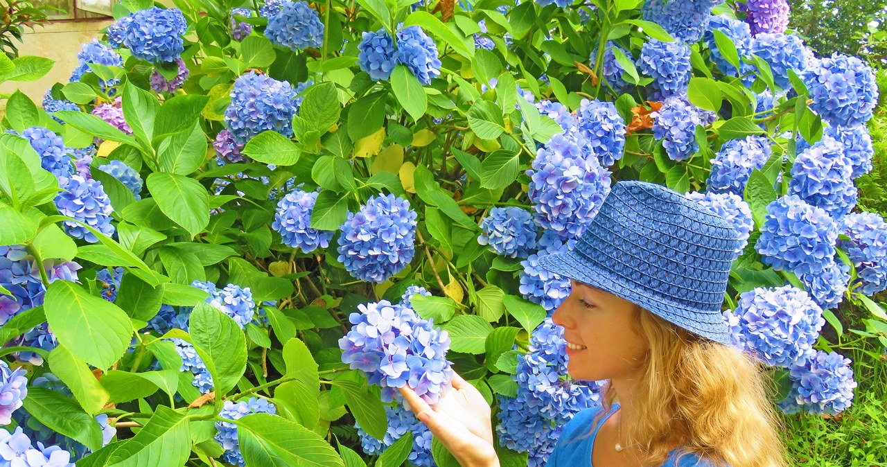 W bardzo kwaśnej glebie hortensja wytwarza intensywnie niebieskie kwiaty. /Pixel