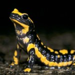 W Bieszczadach można spotkać salamandry plamiste 