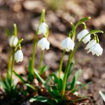 W Bieszczadach zakwitły: śnieżyca wiosenna i cebulica dwulistna