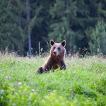 W Bieszczadach znaleziono martwego niedźwiedzia. Sprawę bada prokuratura