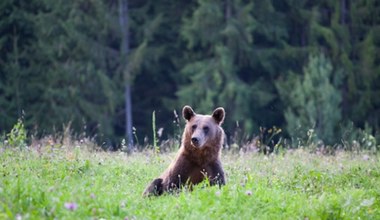 W Bieszczadach znaleziono martwego niedźwiedzia. Sprawę bada prokuratura