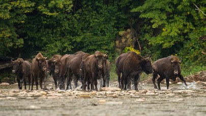 W Bieszczadach żubry zeszły z gór do doliny