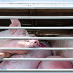 W. Brytania. Z powodu braku rzeźników zabito i wyrzucono już 6 tys. świń