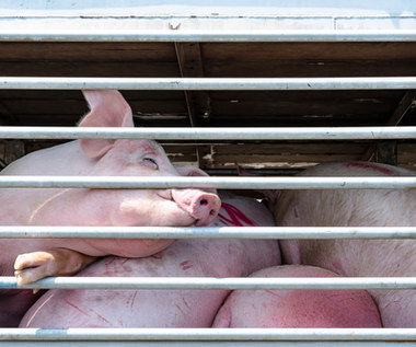 W. Brytania. Z powodu braku rzeźników zabito i wyrzucono już 6 tys. świń