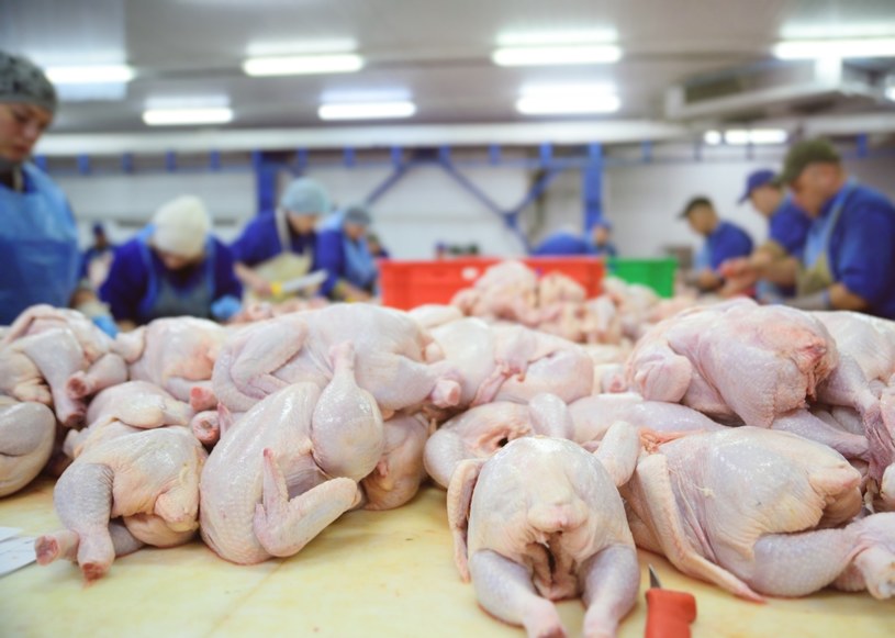 W Bułgarii wstrzymano sprzedaż ok. 50 ton polskiego mięsa zakażonego salmonellą /123RF/PICSEL