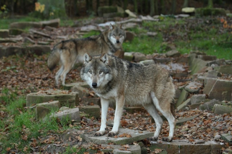 W całej Polsce żyje dziś przeszło 700 wilków /123RF/PICSEL