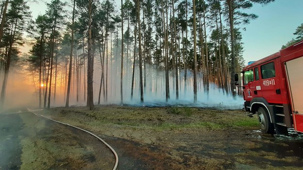 W całym kraju utrzymuje się najwyższy poziom zagrożenia pożarowego w lasach. /RDLP w Szczecinie /