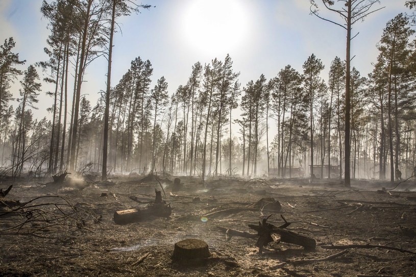 W całym kraju, w związku z suszą, dochodzi do licznych pożarów lasów /Marek Maliszewski  /Reporter