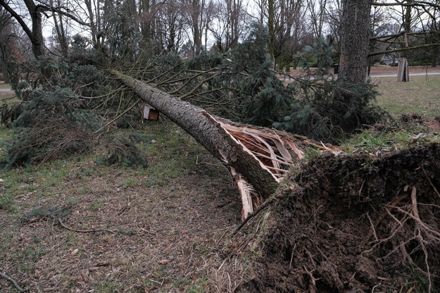 W całym kraju wiatr poczynił ogromne zniszczenia /Mateusz Marek /PAP