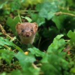 W Chinach odkryto nowy gatunek łasicy. Jeden trik opanowała do perfekcji