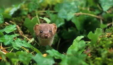 W Chinach odkryto nowy gatunek łasicy. Jeden trik opanowała do perfekcji