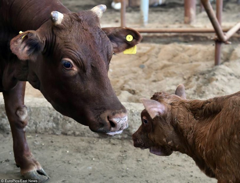 W Chinach powstaje fabryka, która będzie zajmować się klonowaniem krów, zdj. ilustracyjne /EuroPics /East News