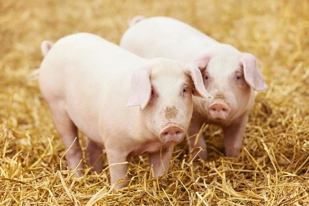 W Chinach wybito prewencyjnie ponad 200 tys. sztuk świń /&copy;123RF/PICSEL