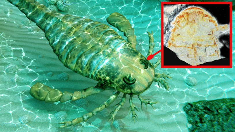 W Chinach znaleziono szczątki nieznanego gatunku "morskiego skorpiona". To unikat /123RF/PICSEL