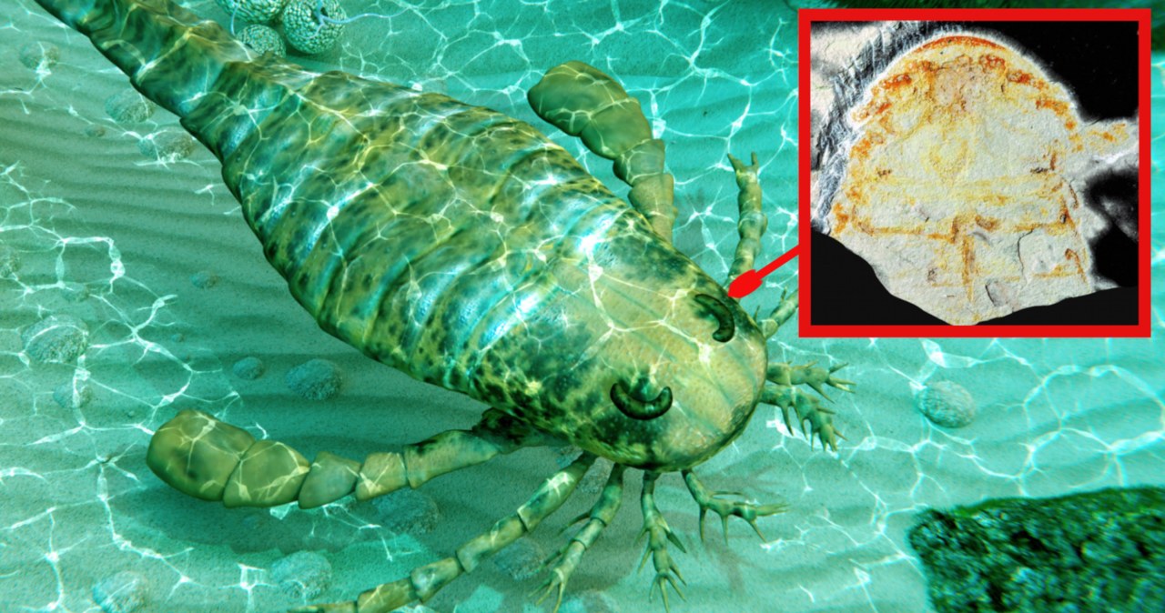 W Chinach znaleziono szczątki nieznanego gatunku "morskiego skorpiona". To unikat /123RF/PICSEL