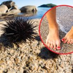 W Chorwacji to prawdziwa plaga. Bliskie spotkanie może mieć opłakane skutki