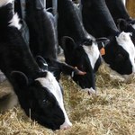 W Chorwacji wykryto ogniska wąglika. Kilkadziesiąt osób na obserwacji