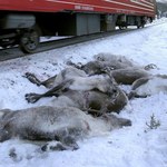 W ciągu 3 dni pod kołami pociągów w Norwegii zginęło ponad 100 reniferów
