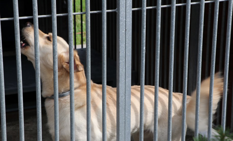 W ciągu jednego dnia do schroniska trafiło ponad 40 zwierząt /Jacek Skóra /RMF FM
