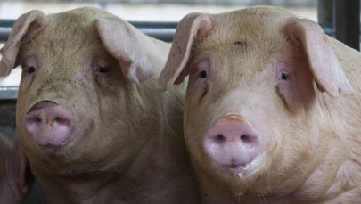 W ciągu miesiąca więcej ognisk ASF niż w ostatnim roku