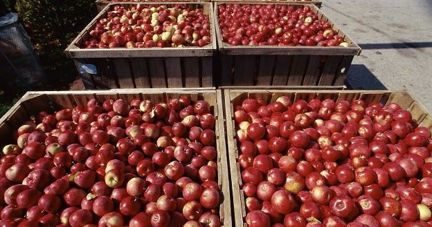 W ciągu ostatnich 10 lat produkcja jabłek w Polsce skoczyła z 2,5 mln ton do 3,5 mln ton /&copy;123RF/PICSEL