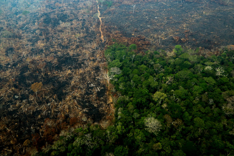 W ciągu pierwszych 11 miesięcy tego roku, czyli od początku rządów prezydenta Jaira Bolsonaro, zniknęło 8 974 km kw. lasów amazońskich /LULA SAMPAIO  /AFP