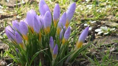 W ciągu pół wieku znacznie wzrosła średnia temperatura w Polsce