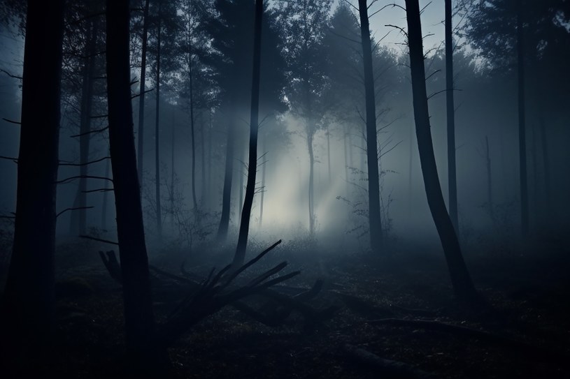 W ciemnym lesie mogą czaić się myśliwi /dmytrofursov /123RF/PICSEL
