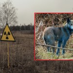 W Czarnobylu zauważono psy z niebieską sierścią
