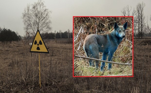 W Czarnobylu zauważono psy z niebieską sierścią