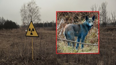 W Czarnobylu zauważono psy z niebieską sierścią