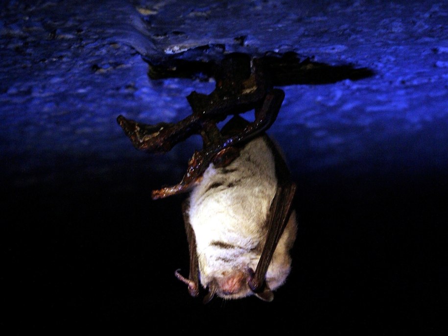 W czasie ostatniego liczenia, odnotowano łącznie  35 183 nietoperzy /Lech Muszyński /PAP