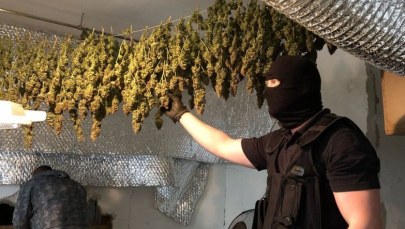 W Czechach rozbito polski gang. Przestępcy uprawiali marihuanę