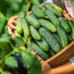 W czerwcu nakarm tym krzaczki ogórków. Plony przejdą twoje oczekiwania