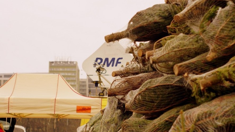W czwartek choinki rozdawaliśmy w Warszawie /Michał Dukaczewski /RMF FM