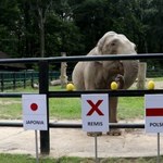 W czwartek mecz Polska-Japonia. Słonica Citta na otarcie łez wskazała na remis!