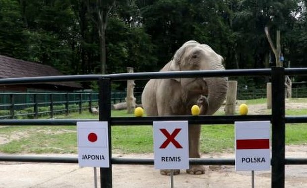 W czwartek mecz Polska-Japonia. Słonica Citta na otarcie łez wskazała na remis!