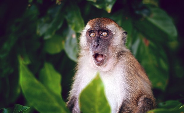 W czym małpy są podobne do ludzi?