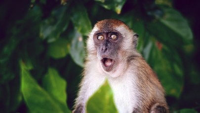 W czym małpy są podobne do ludzi?