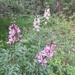 W Dąbrowie Górniczej zakwitły kwiaty z gatunku "krytycznie zagrożonego" 