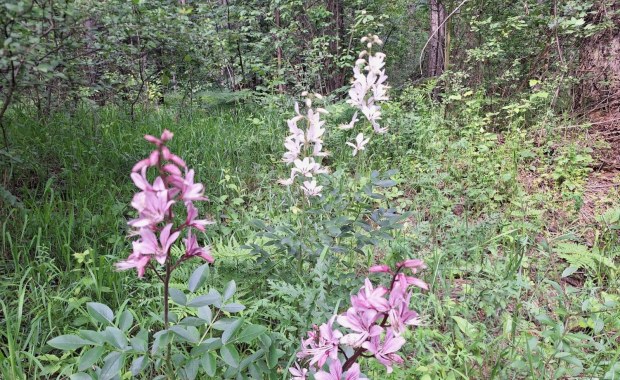 W Dąbrowie Górniczej zakwitły kwiaty z gatunku "krytycznie zagrożonego" 
