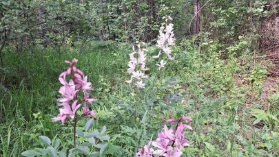 W Dąbrowie Górniczej zakwitły kwiaty z gatunku "krytycznie zagrożonego" 