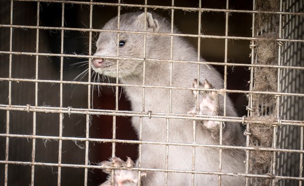 W Danii uśmiercono 10 tys. norek. Pozostał śmierdzący problem