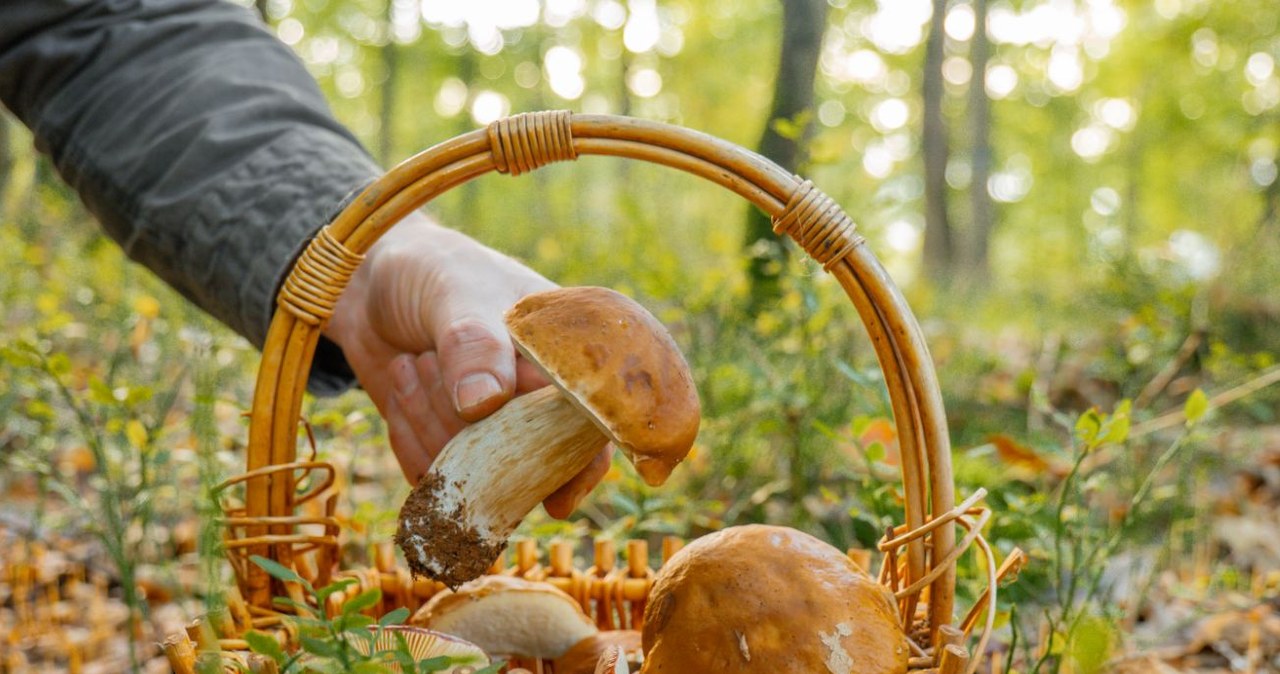 W dawnych czasach grzybobranie miało charakter rytuału. Wymagało przestrzegania określonych zasad /Bilder von YuM /Canva Pro