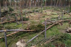 W Dobrzanach trwa usuwanie wiatrołomów z terenu Lasów Państwowych