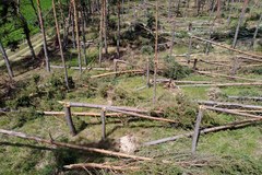 W Dobrzanach trwa usuwanie wiatrołomów z terenu Lasów Państwowych