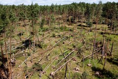 W Dobrzanach trwa usuwanie wiatrołomów z terenu Lasów Państwowych