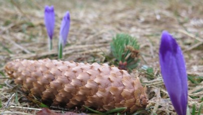 W Dolinie Chochołowskiej pojawiły się pierwsze krokusy